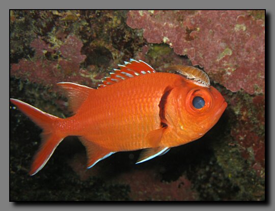 blackbar soldierfish